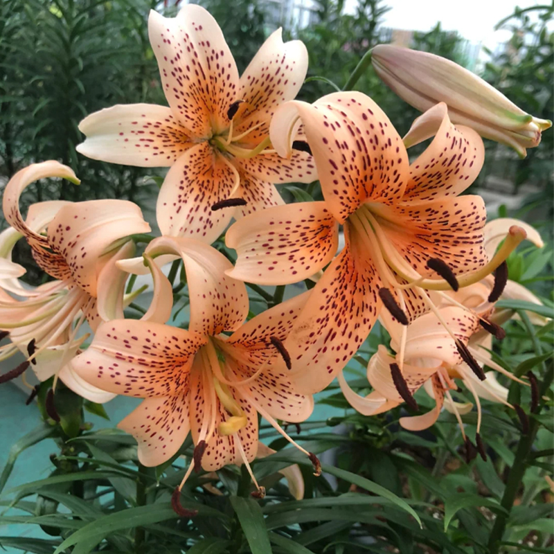 🛻 Salmon Star 🐅 Oriental Lily seeds-Non-GMO