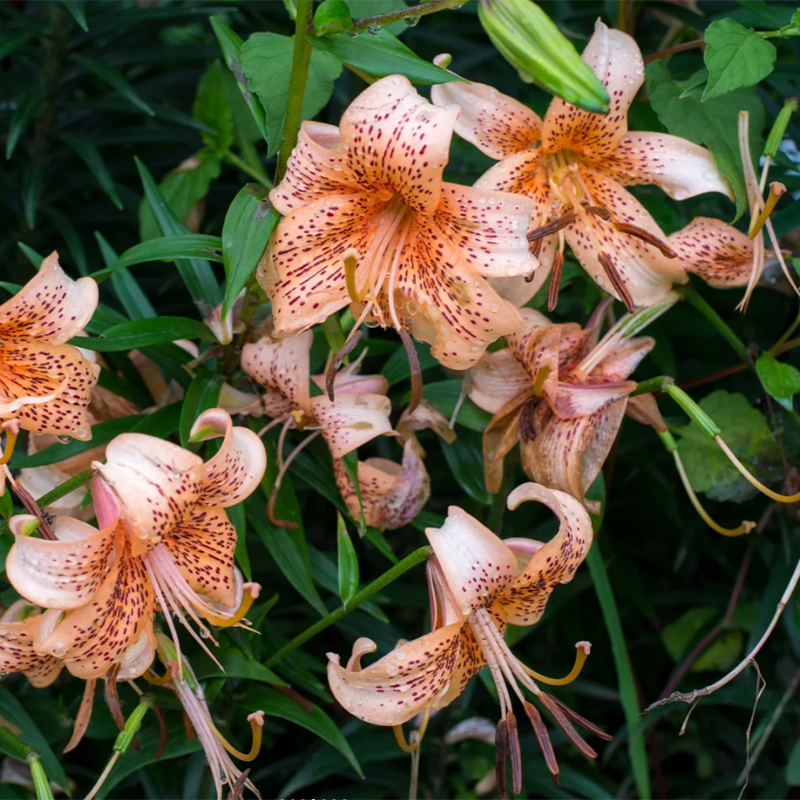 🛻 Salmon Star 🐅 Oriental Lily seeds-Non-GMO