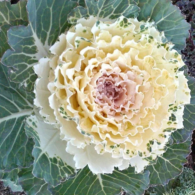 Ornamental Kale🦚Autumn Mix Seeds Non-Gmo