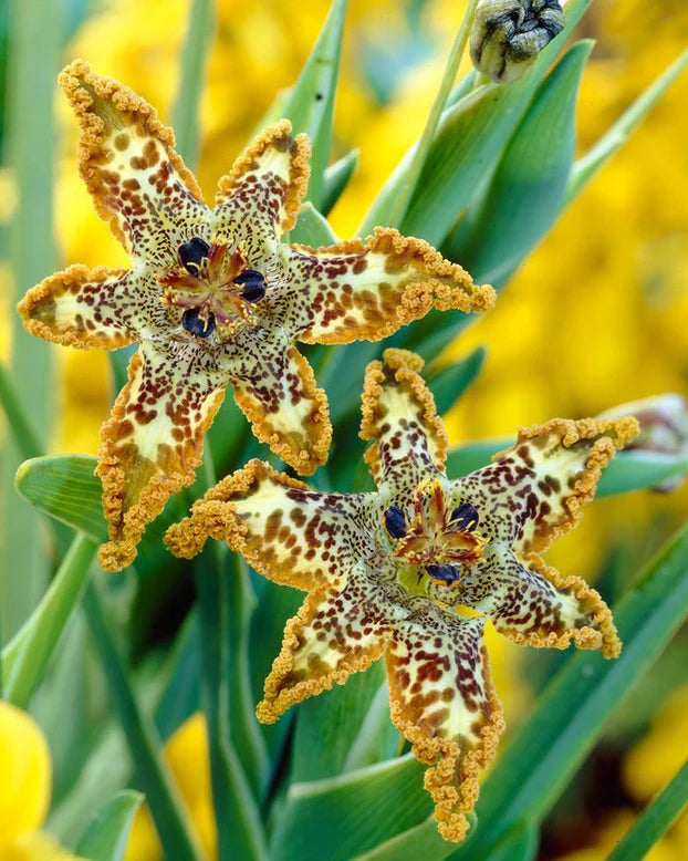 Ferraria crispa "Starfish iris"