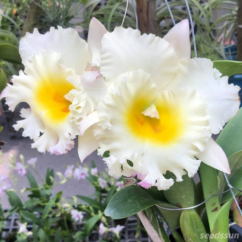 Cattleya Orchid Seeds