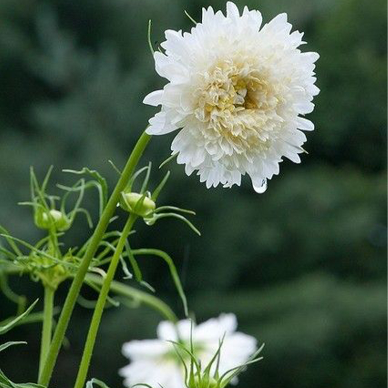 Outsidepride Cosmos Bipannutus Double Click Garden & Cut Flower Seed Mix - 50 Seeds