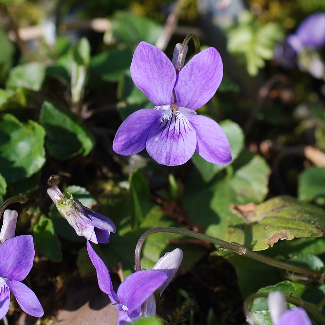 Sweet Violet Seeds (Viola odorata) Packet of 50 Seeds