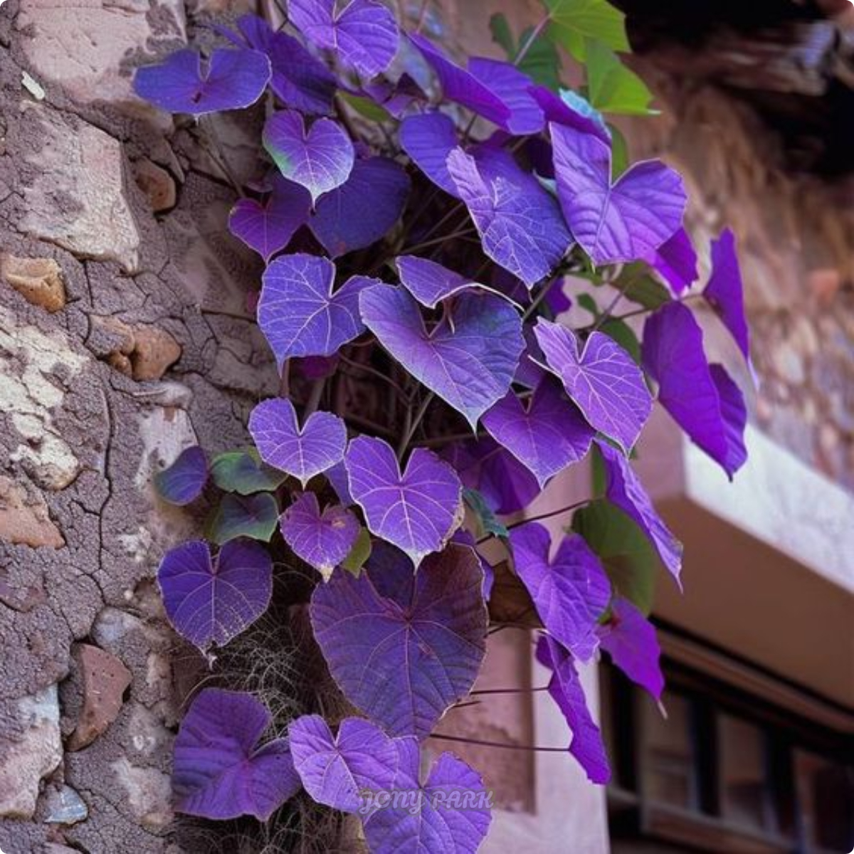 Purple Heart Vine