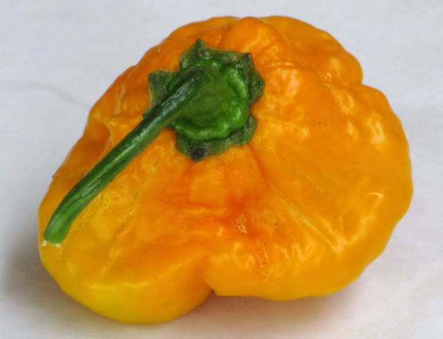 40 Yellow SCOTCH BONNET PEPPER very hot Jamaican Capsicum Annuum Vegetable Seeds