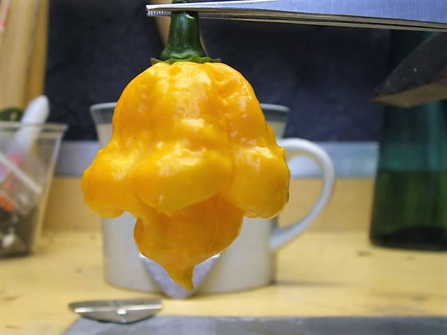 40 Yellow SCOTCH BONNET PEPPER very hot Jamaican Capsicum Annuum Vegetable Seeds