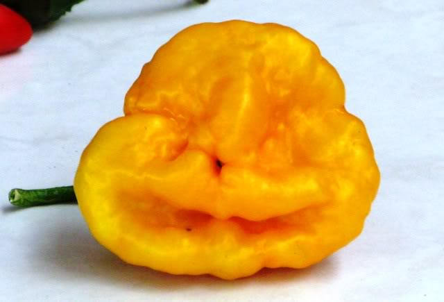 40 Yellow SCOTCH BONNET PEPPER very hot Jamaican Capsicum Annuum Vegetable Seeds