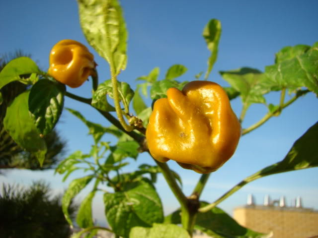 40 Yellow SCOTCH BONNET PEPPER very hot Jamaican Capsicum Annuum Vegetable Seeds