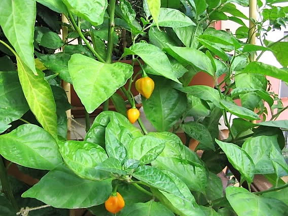 40 Yellow SCOTCH BONNET PEPPER very hot Jamaican Capsicum Annuum Vegetable Seeds