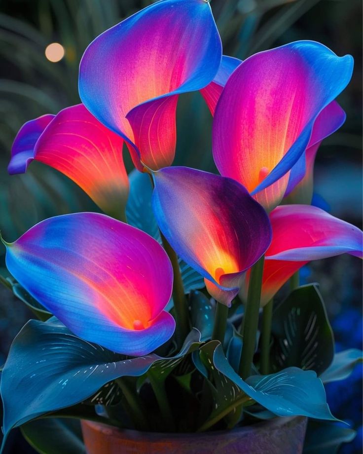 Calla Lily Bulbs Garden Balcony Potted Perennial Flower