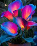 Bicolor #3