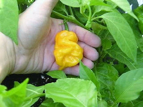 40 Yellow SCOTCH BONNET PEPPER very hot Jamaican Capsicum Annuum Vegetable Seeds