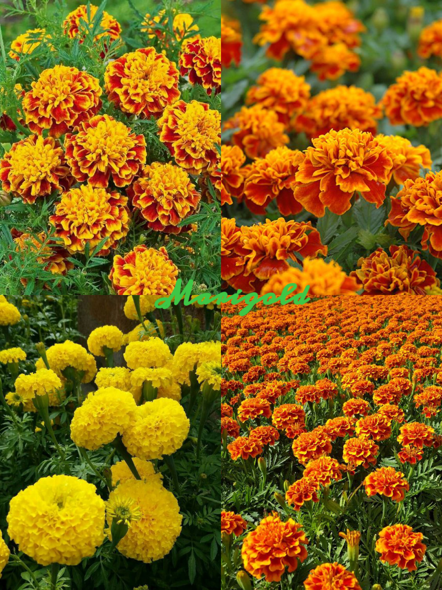 Marigold Seeds-Easily Mixed Colors for All Seasons
