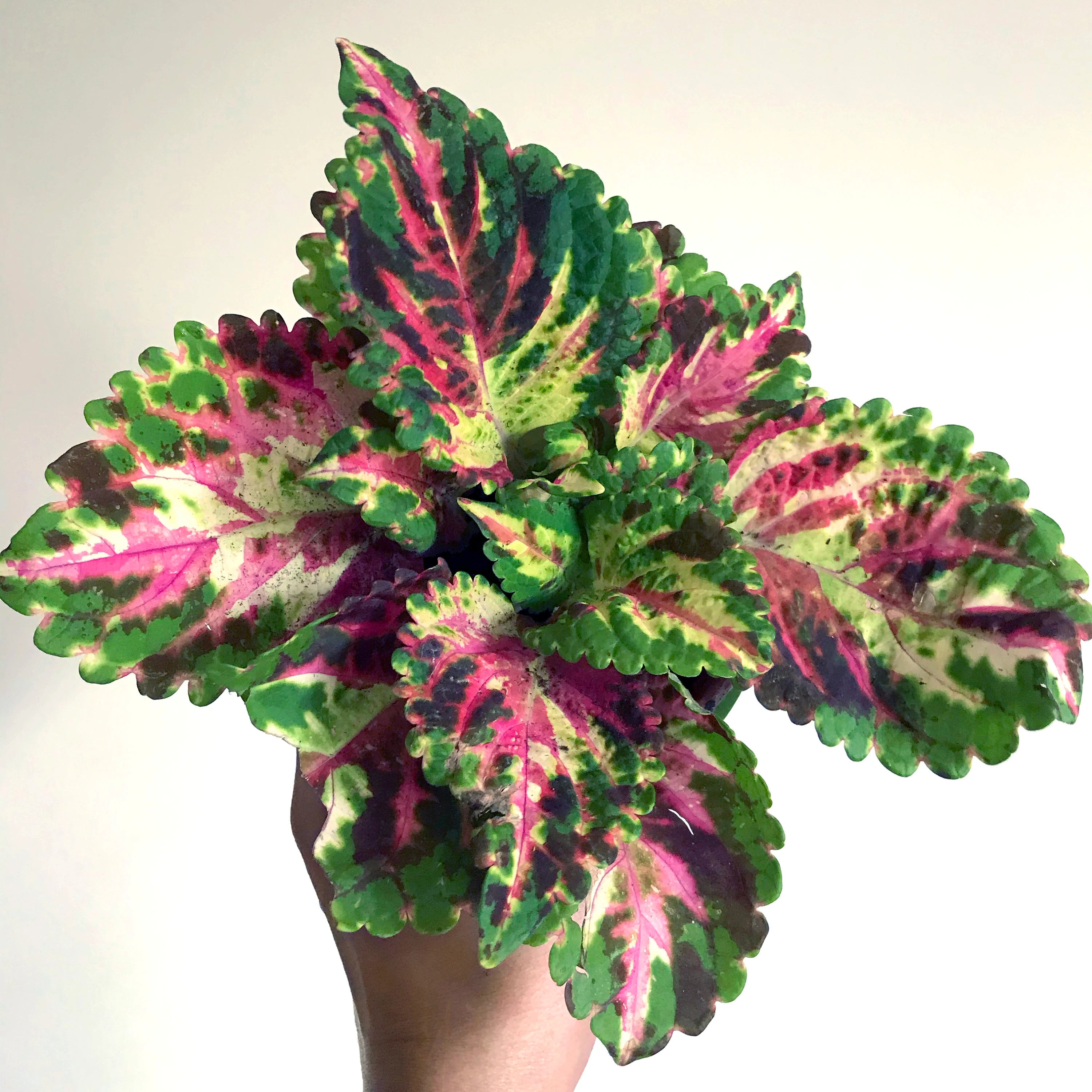 Coleus (Seeds) Superfine Rainbow Multicolor, Vibrant Ornamental Plant
