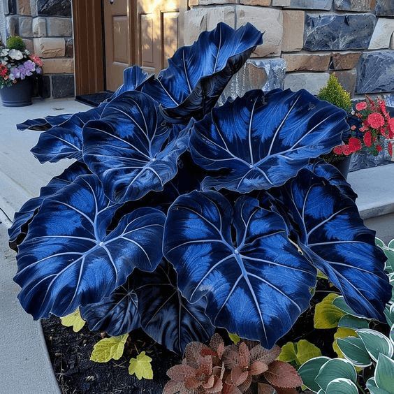 Royal Blue - Giant Caladium Bulbs