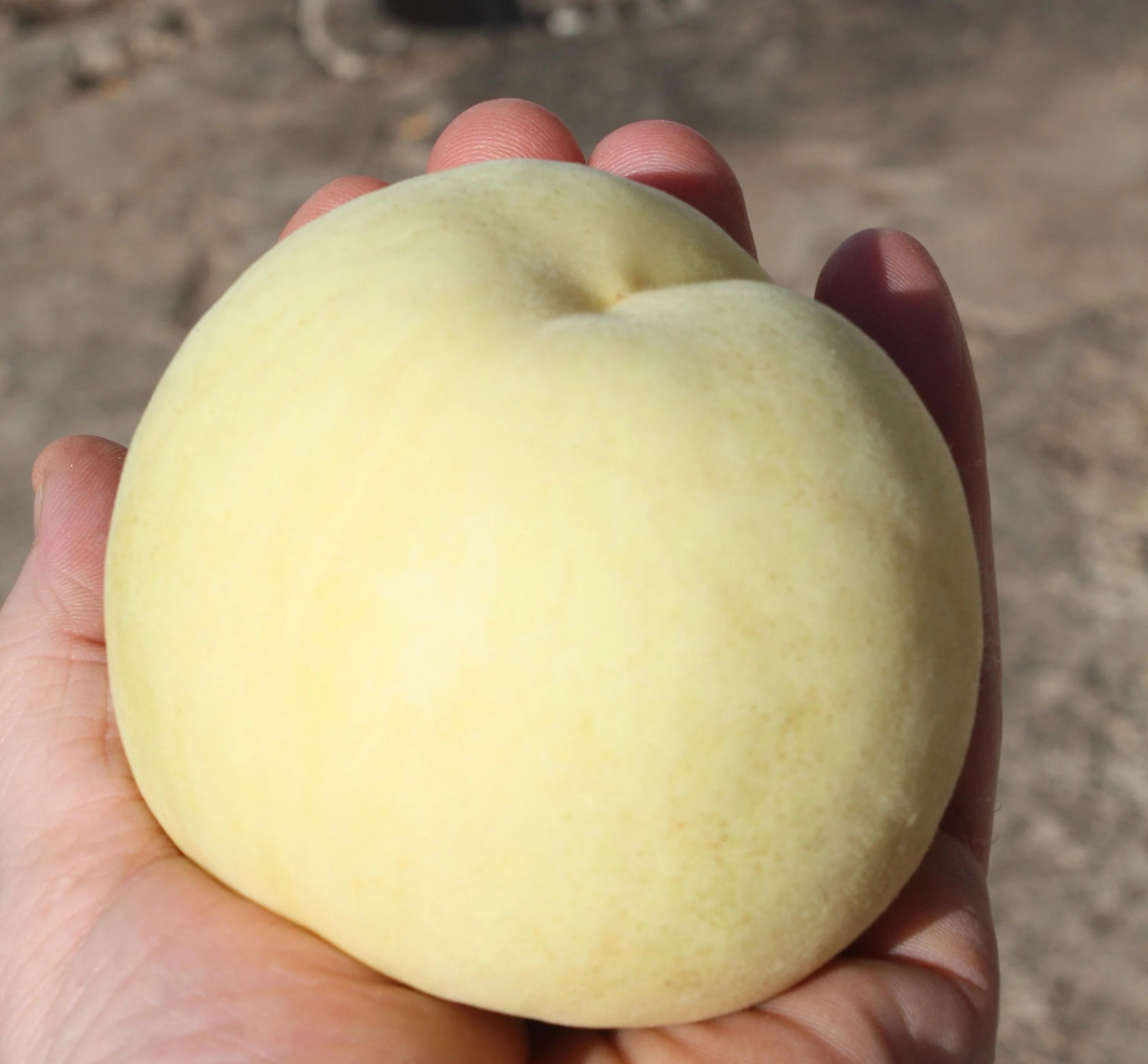 Ice Peaches - Ivory Peaches - White Peaches 5 seeds
