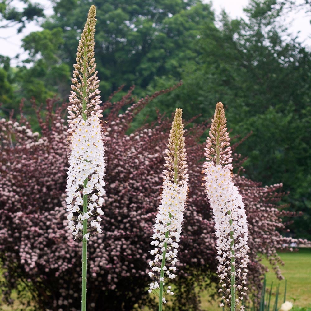 Foxtail Lily Colorful Mix ‘Erfo’ Seeds