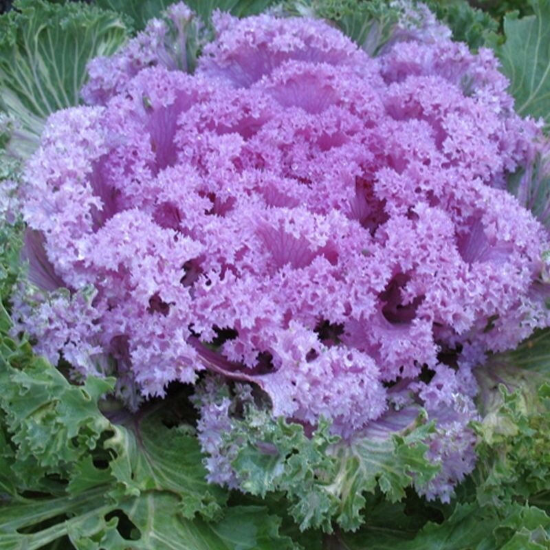 Ornamental Kale🦚Autumn Mix Seeds Non-Gmo