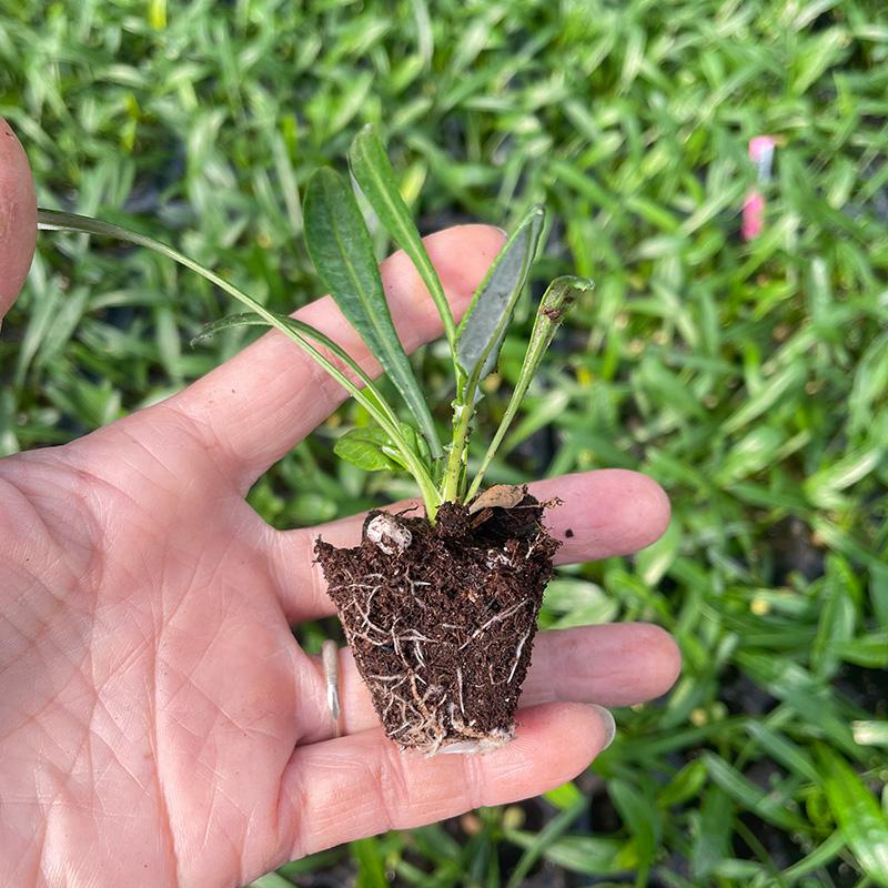 Medal Chrysanthemum Seeds