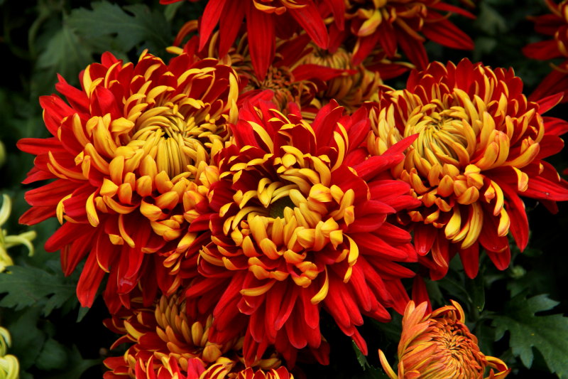 ❤️‍🔥Chrysanthemum gold version-🦋Gold-red Chrysanthemum