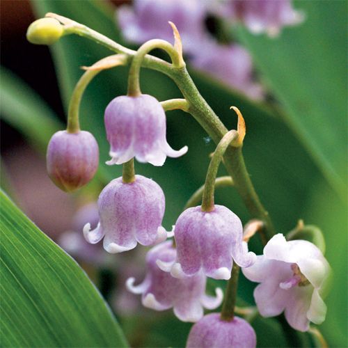 Lily of the Valley Seeds Four Seasons Flowers Sleeping Plants