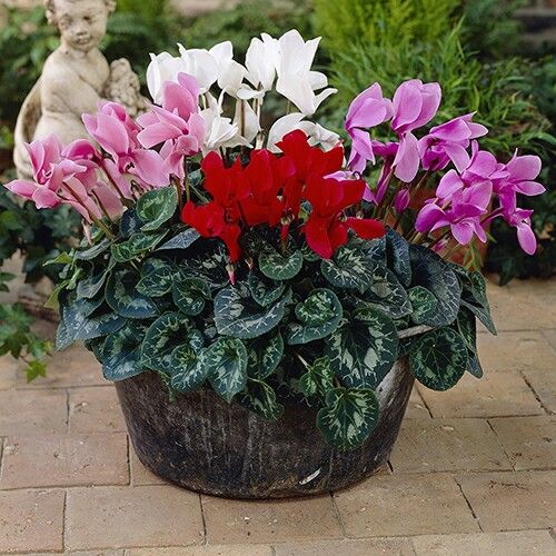 🩷Cyclamen Flower Perennial Flowering Plants Seeds