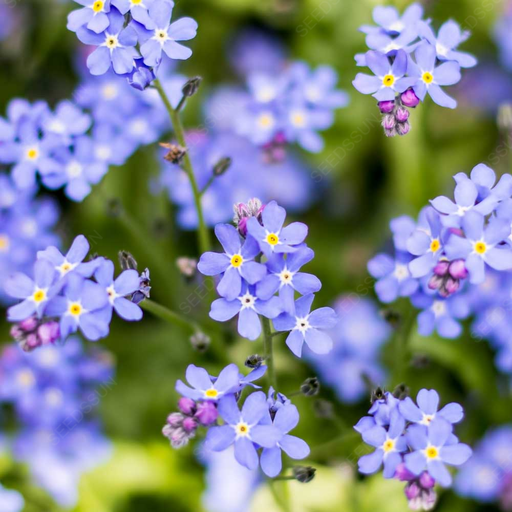 Forget me not seeds easy to plant