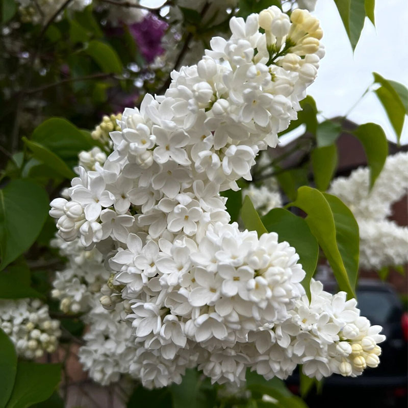 Natural Fragrance-Lilac Seeds