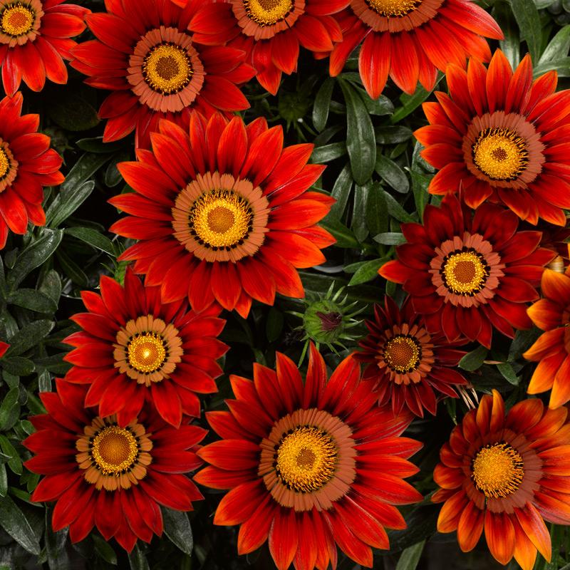 Medal Chrysanthemum Seeds