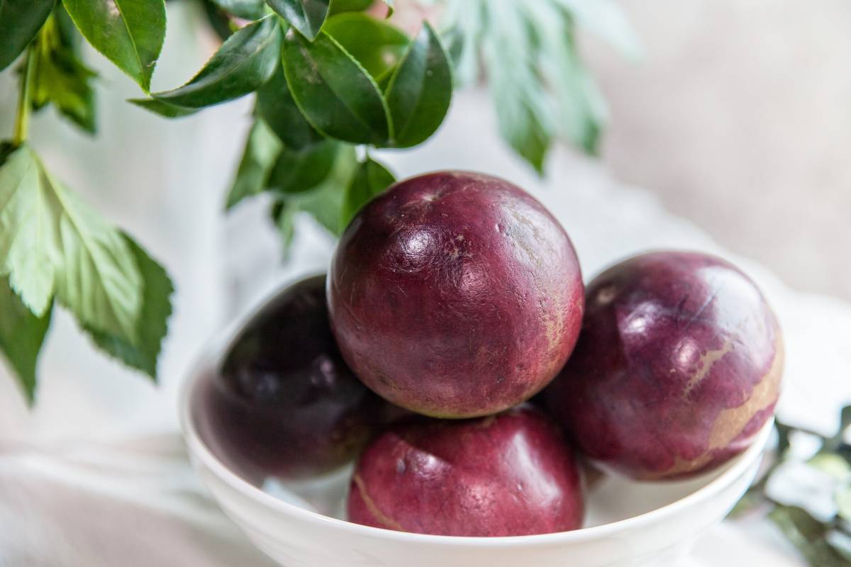 ⭐Star Apple Seeds-Chrysophyllum Cainito