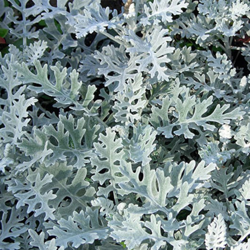 ❄️Flower - Cineraria Silver Dust