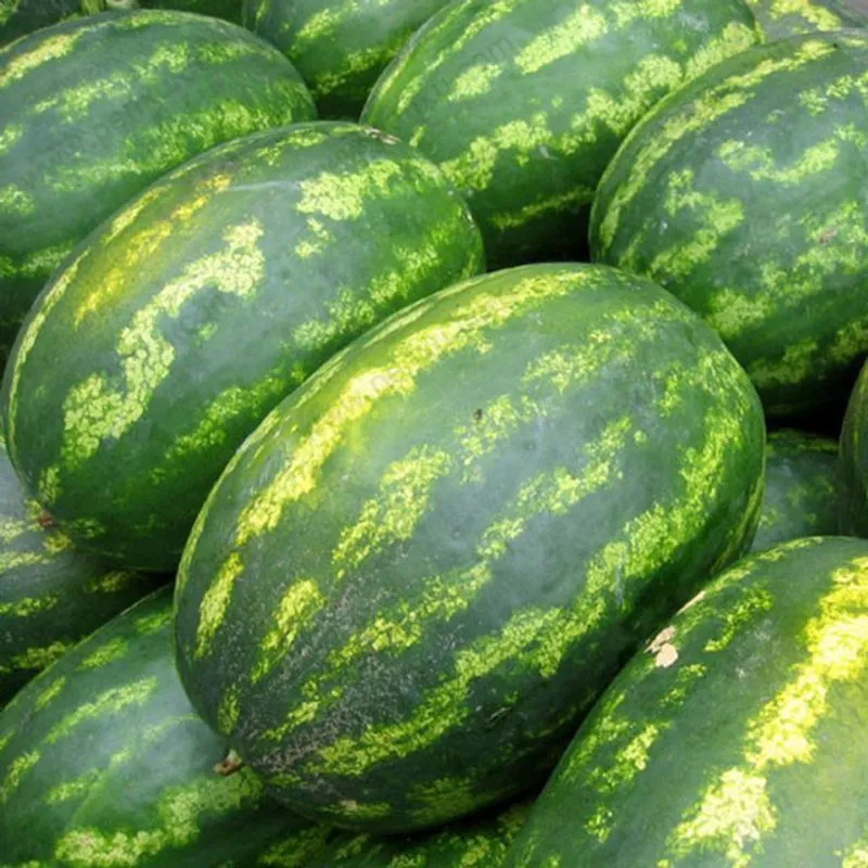 Giant Watermelon Seeds