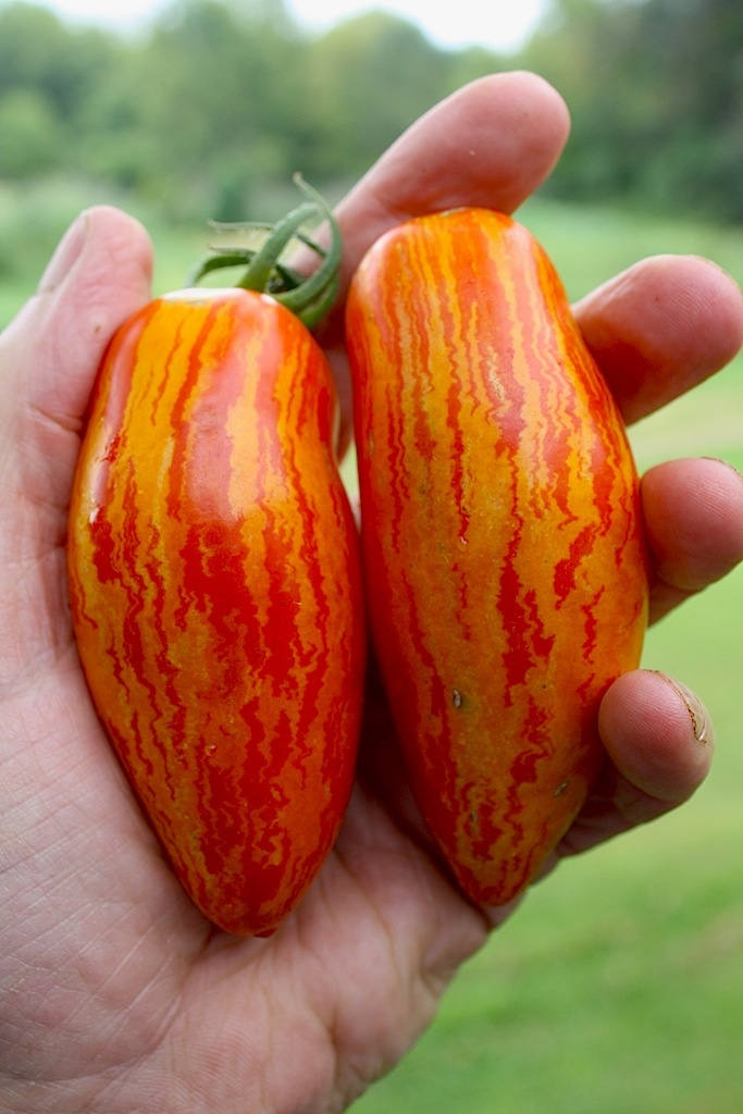 Tomato Seeds Sweet touch Heirloom Seeds from Ukraine#1116