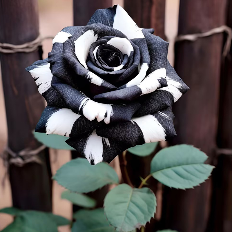 Rare Black & White Rose Flower Seeds