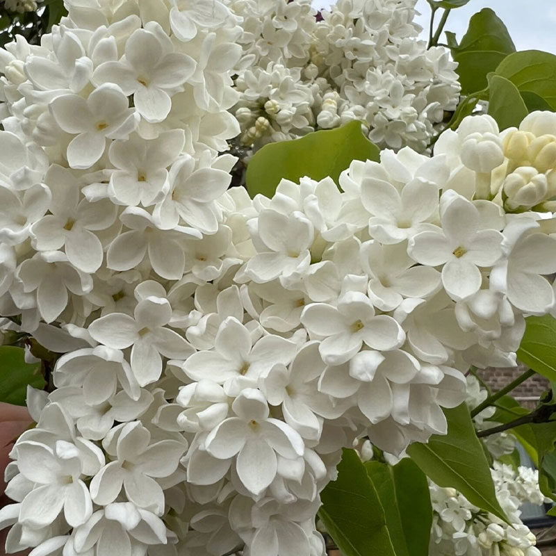 Natural Fragrance-Lilac Seeds