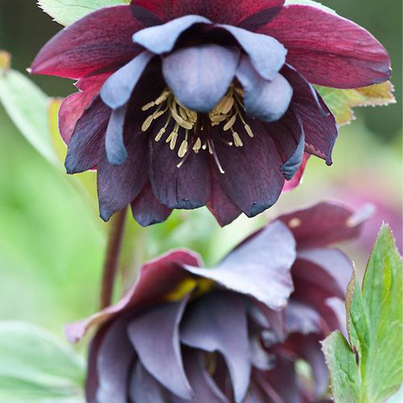 🥳Mixed color Christmas rose