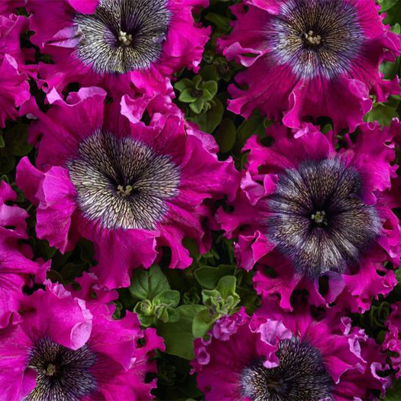  💜Superbissima Wine Red Petunia Seeds