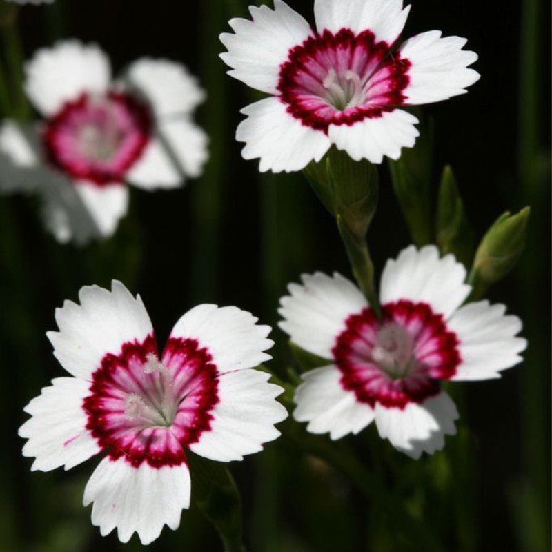 🎡Sweet William Seeds - 🐳Herald of Spring Mix