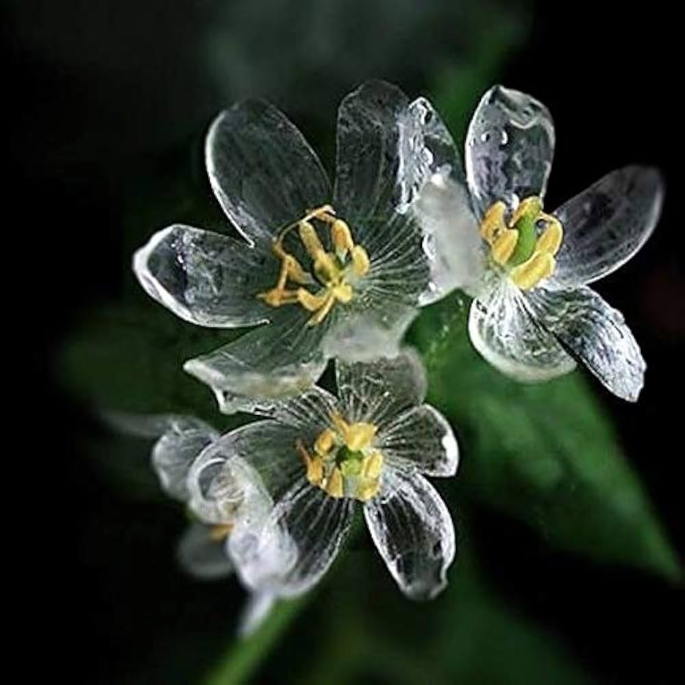 Skeleton Flower Seeds