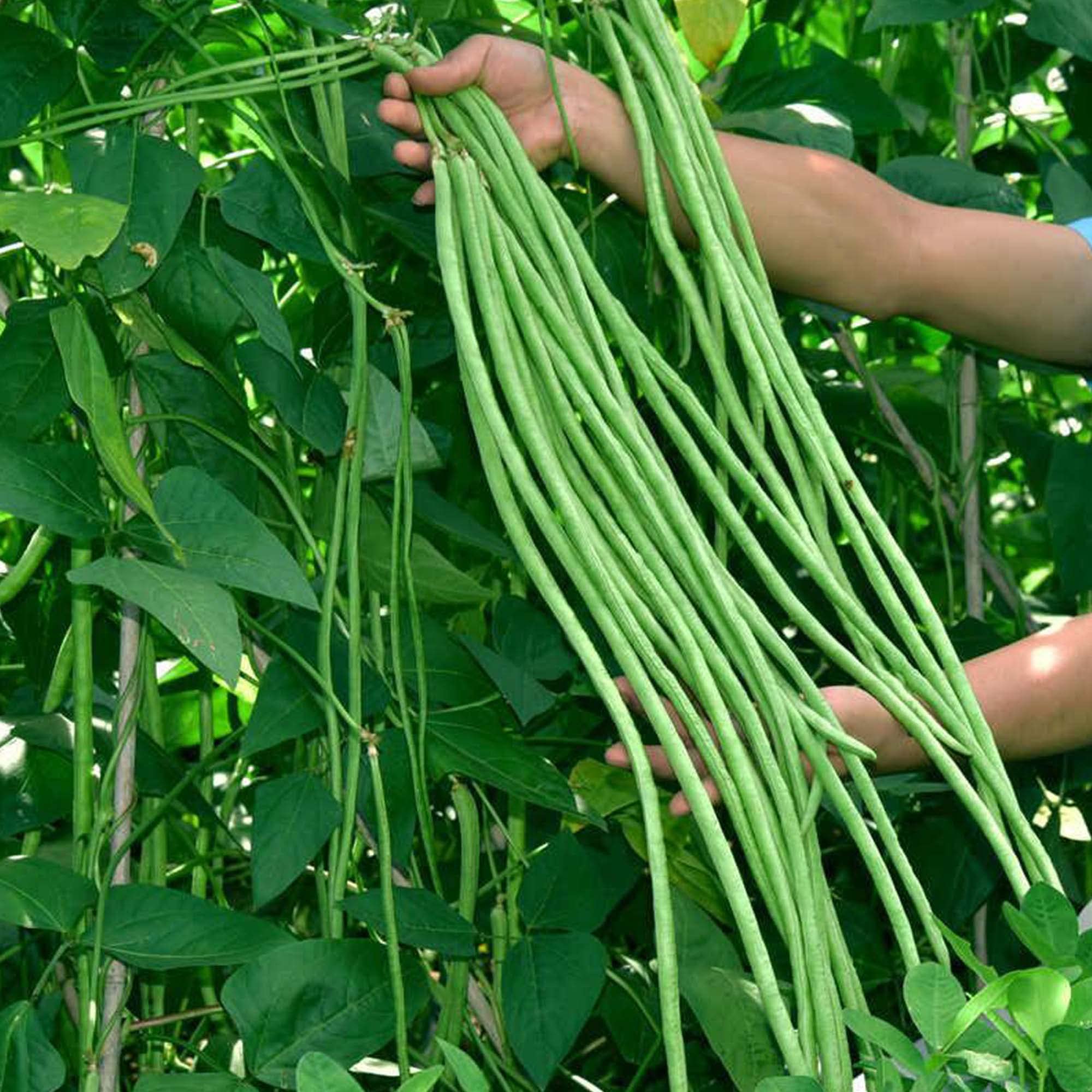 60% OFF🔥SUPER-LONG GREEN BEAN SEEDS - SUPER YIELD