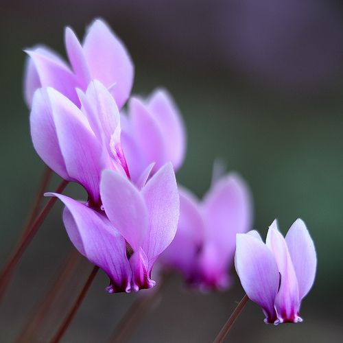 🩷Cyclamen Flower Perennial Flowering Plants Seeds