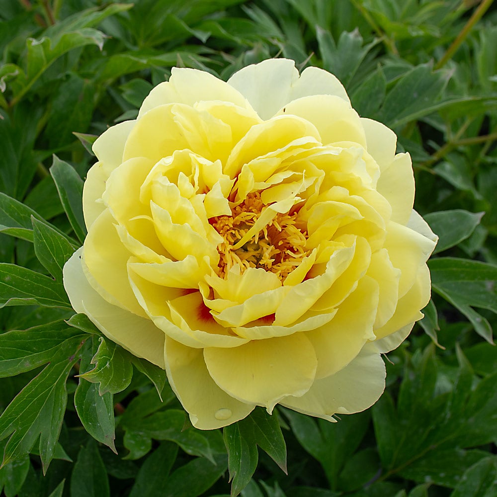 Peonies Double Collection