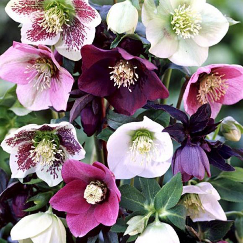 🥳Mixed color Christmas rose