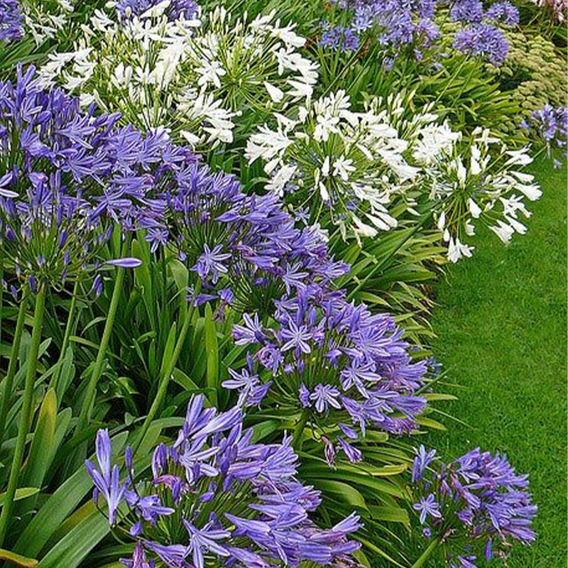 Agapanthus africanus