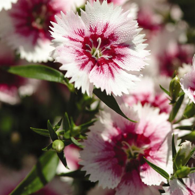 🎡Sweet William Seeds - 🐳Herald of Spring Mix