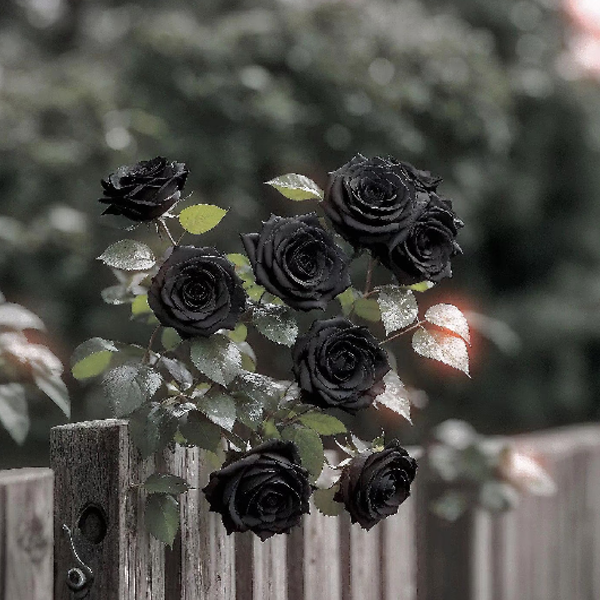 Rare Black Rose Seeds For Home Potted Garden