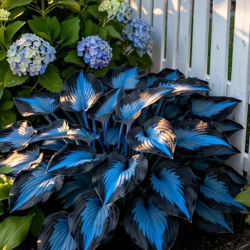 Dark blue Hosta Seeds Perennial Shade Plant