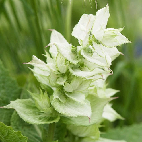 Clary Sage Seeds - White Swan