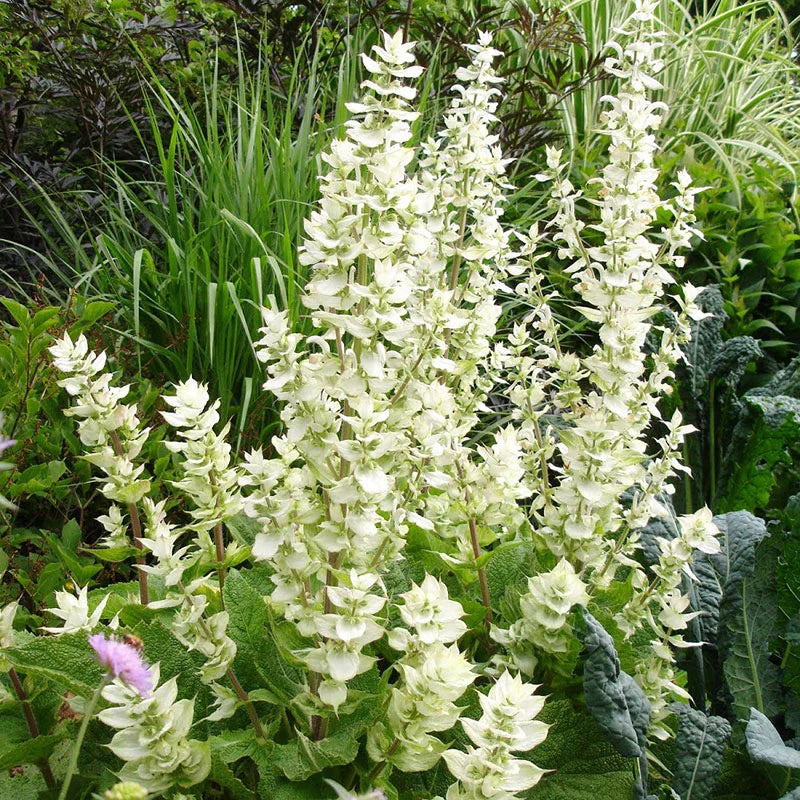 Clary Sage Seeds - White Swan