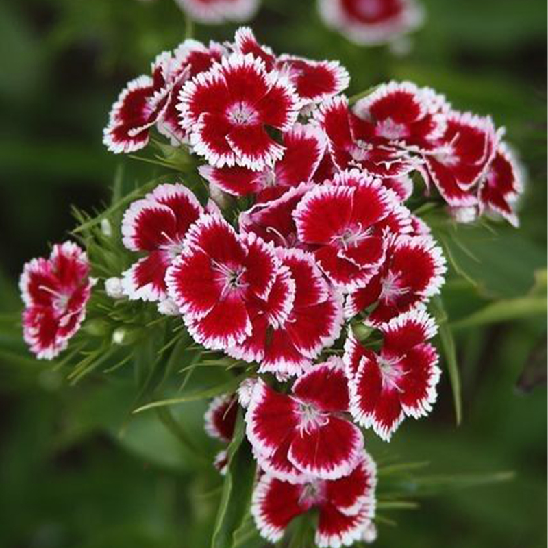 🎡Sweet William Seeds - 🐳Herald of Spring Mix